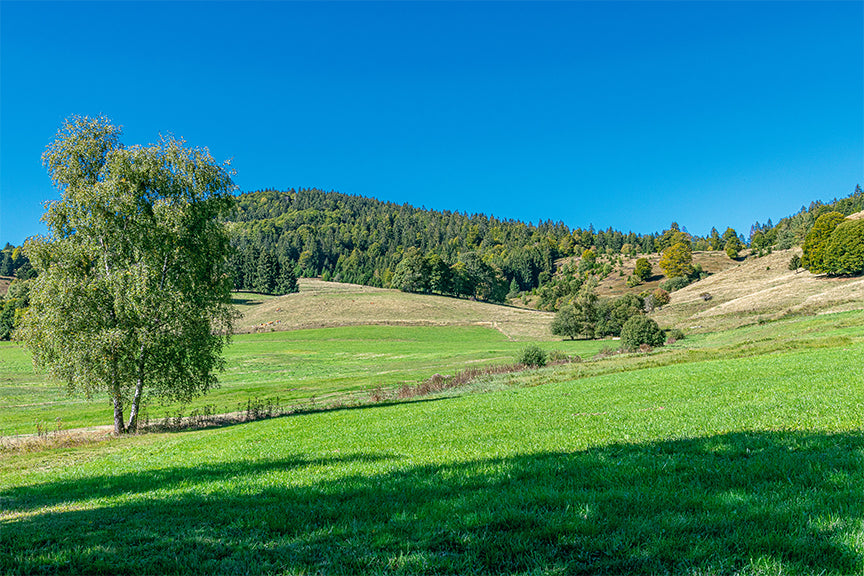 Wildfleisch aus der Natur: Gesunde Ernährung dank freier und natürlicher Lebensweise